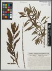 Foto von Salix purpurea L. x Salix viminalis L.